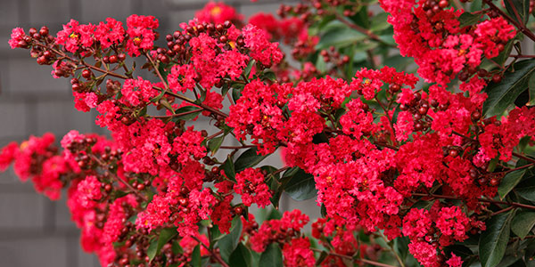 Burgundy Queen® Bougainvillea