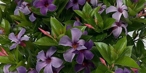 Burgundy Queen® Bougainvillea