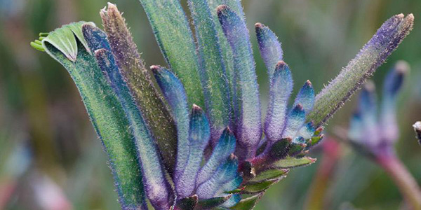 Celebrations™ Mardi Gras Kangaroo Paw