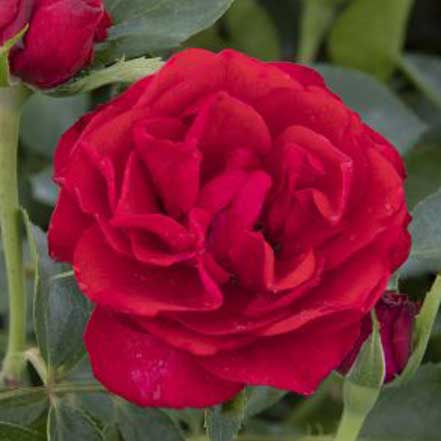 Nitty Gritty™ Red Rose