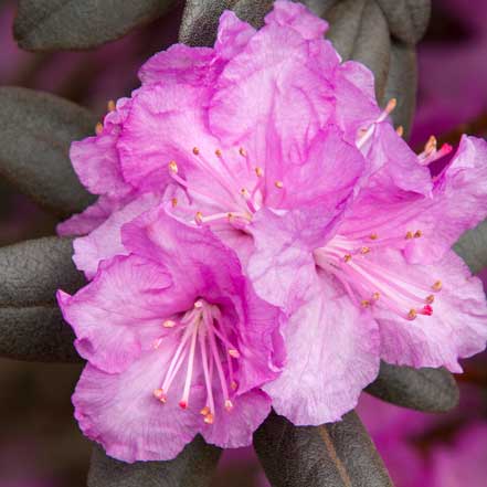 P J M Rhododendron