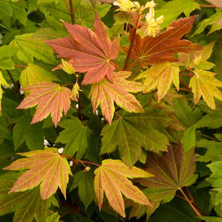 Pacific-Fire-Vine-Maple_441