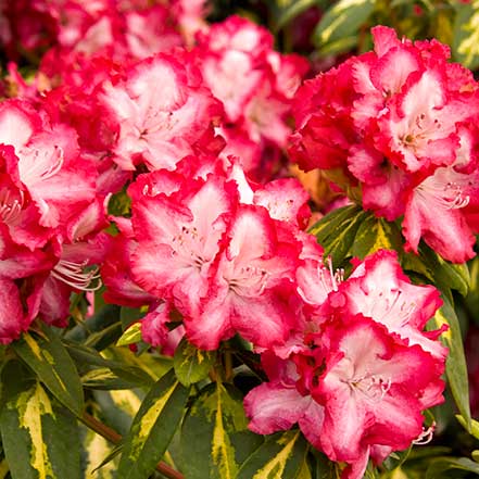 President Roosevelt Rhododendron