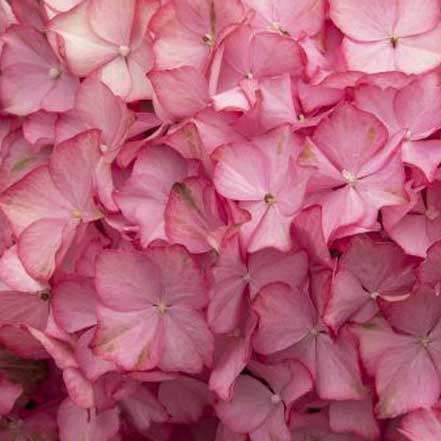 Seaside Serenade® Hamptons Hydrangea