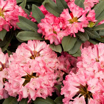 Sneezy Rhododendron