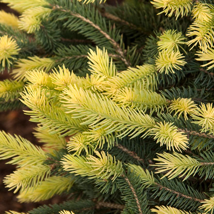 Sparkler® Colorado Blue Spruce