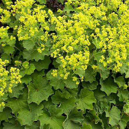 gold flowers on green foliage of lady's mantle