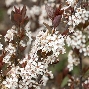 Darkstar Purple Leaf Sand Cherry