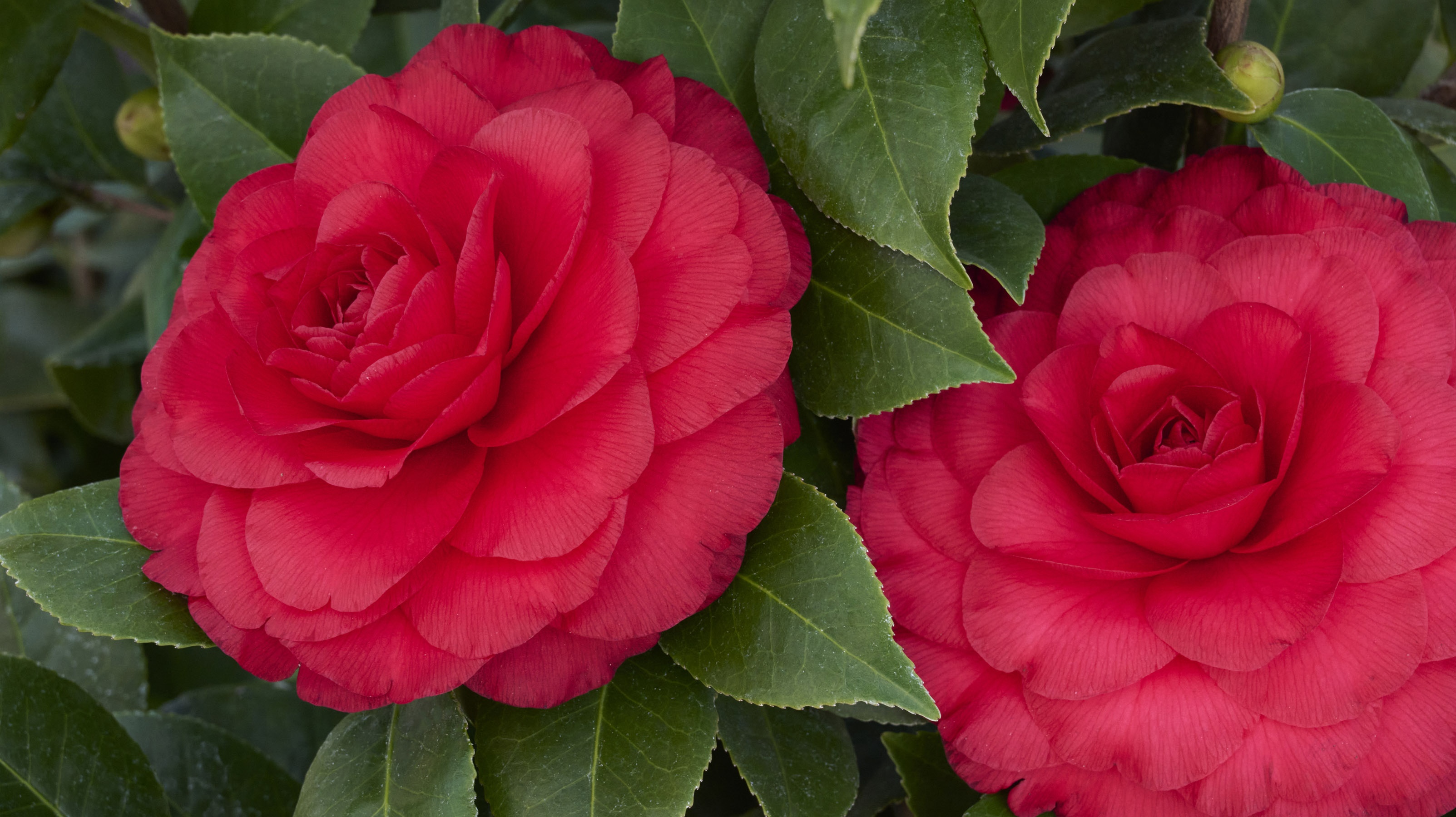 Geometric red blooms on green foliage