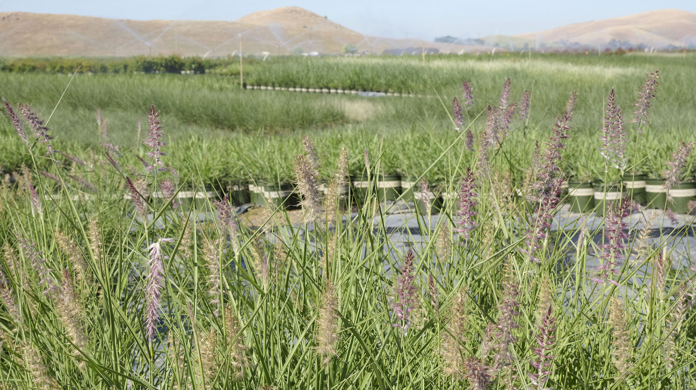 Fields of Karley Rose Grass at our Visalia Nursery