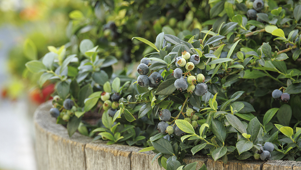 Blueberry gardening tips