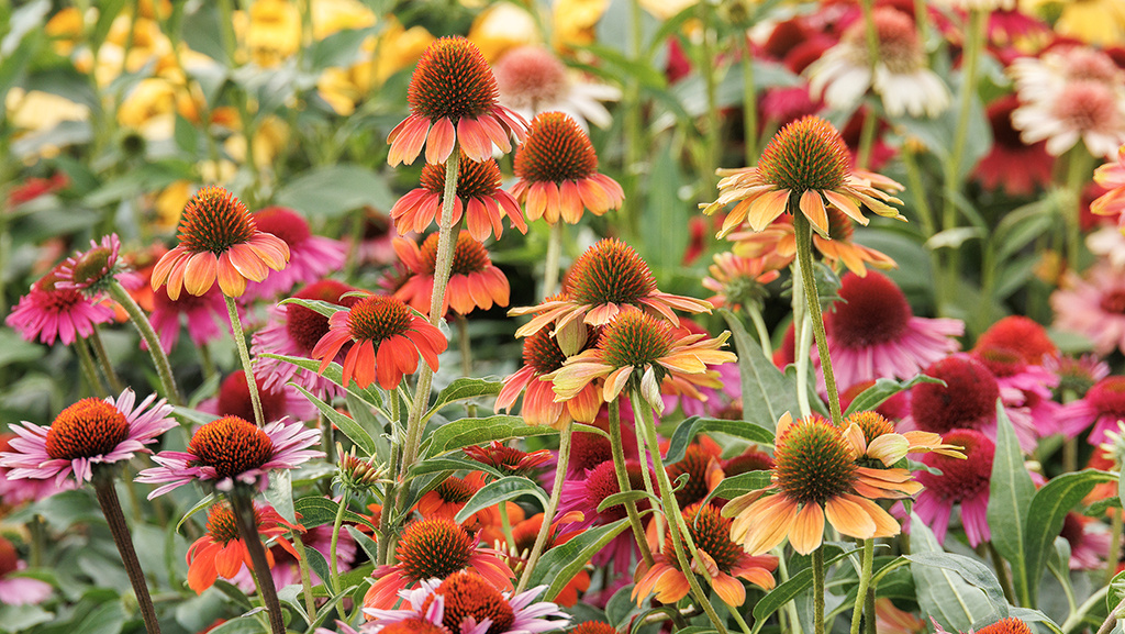Coneflower Care Guide: How to Plant, Grow, and Design with Echinacea