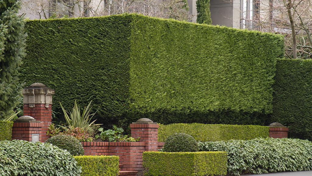 ornamental evergreen bushes