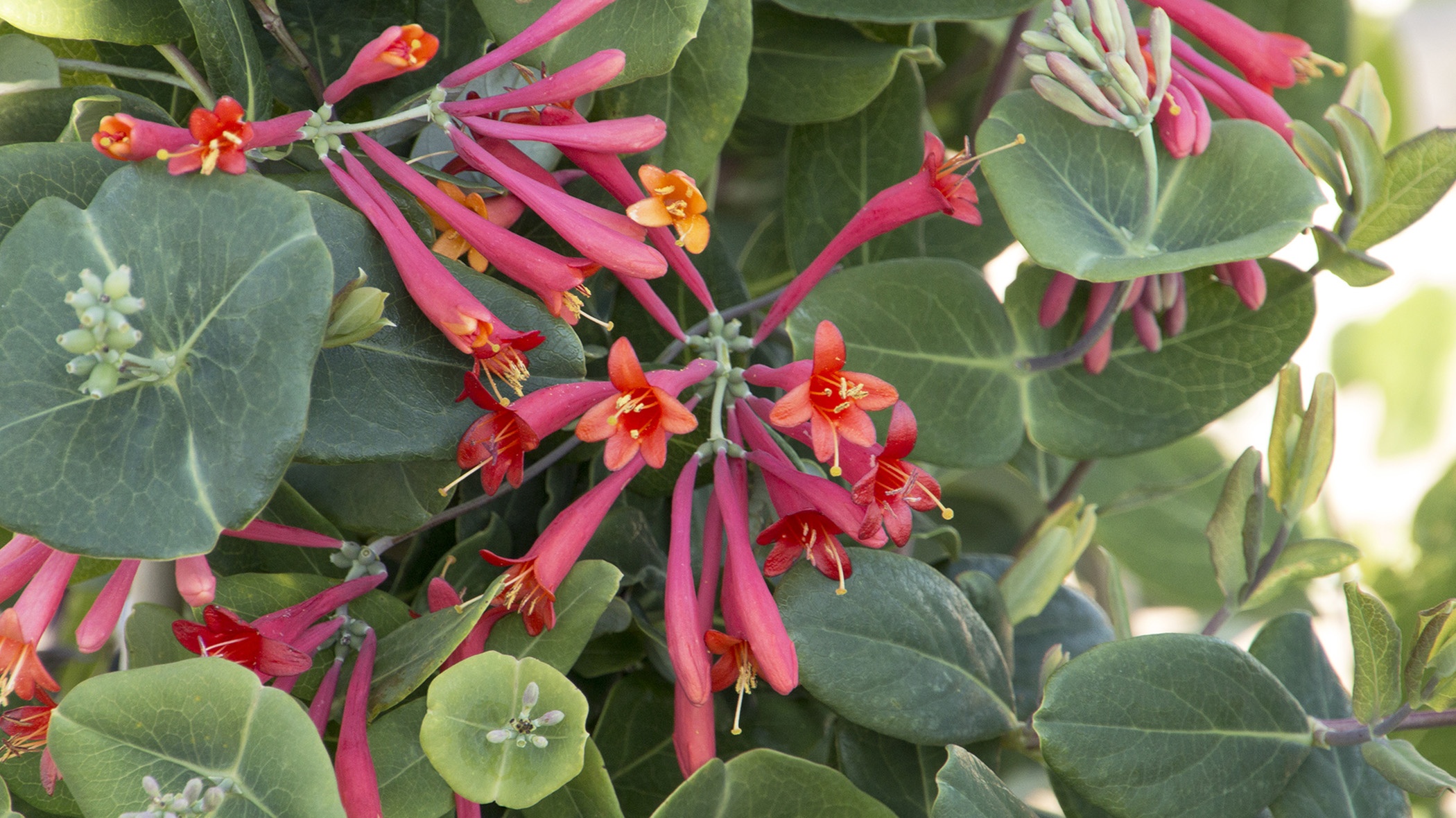 close up pink and orange blooms and round green leaves