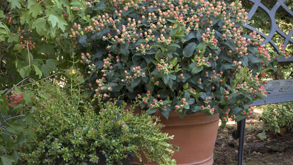 vitamine zien snijder 7 Shrubs for Fall-into-Winter Containers