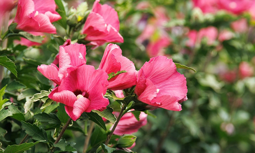 Pink Hibiscus Syriacus closeup