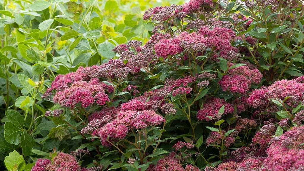 How to Grow, Care For and Design With Spirea Shrubs in The Garden