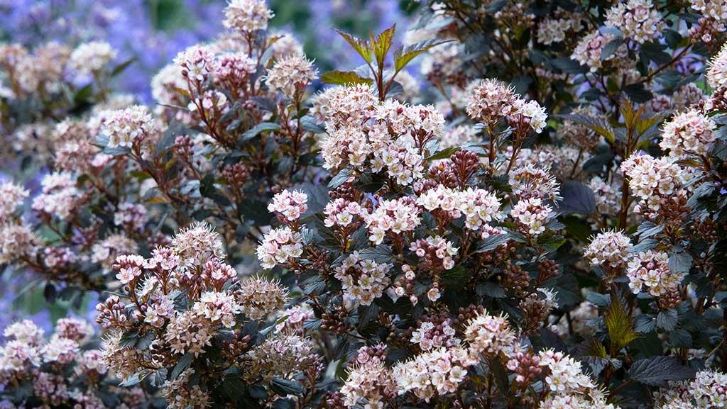 Flowering Bushes For Sun And Shade : Flowering bushes for sun and shade ...