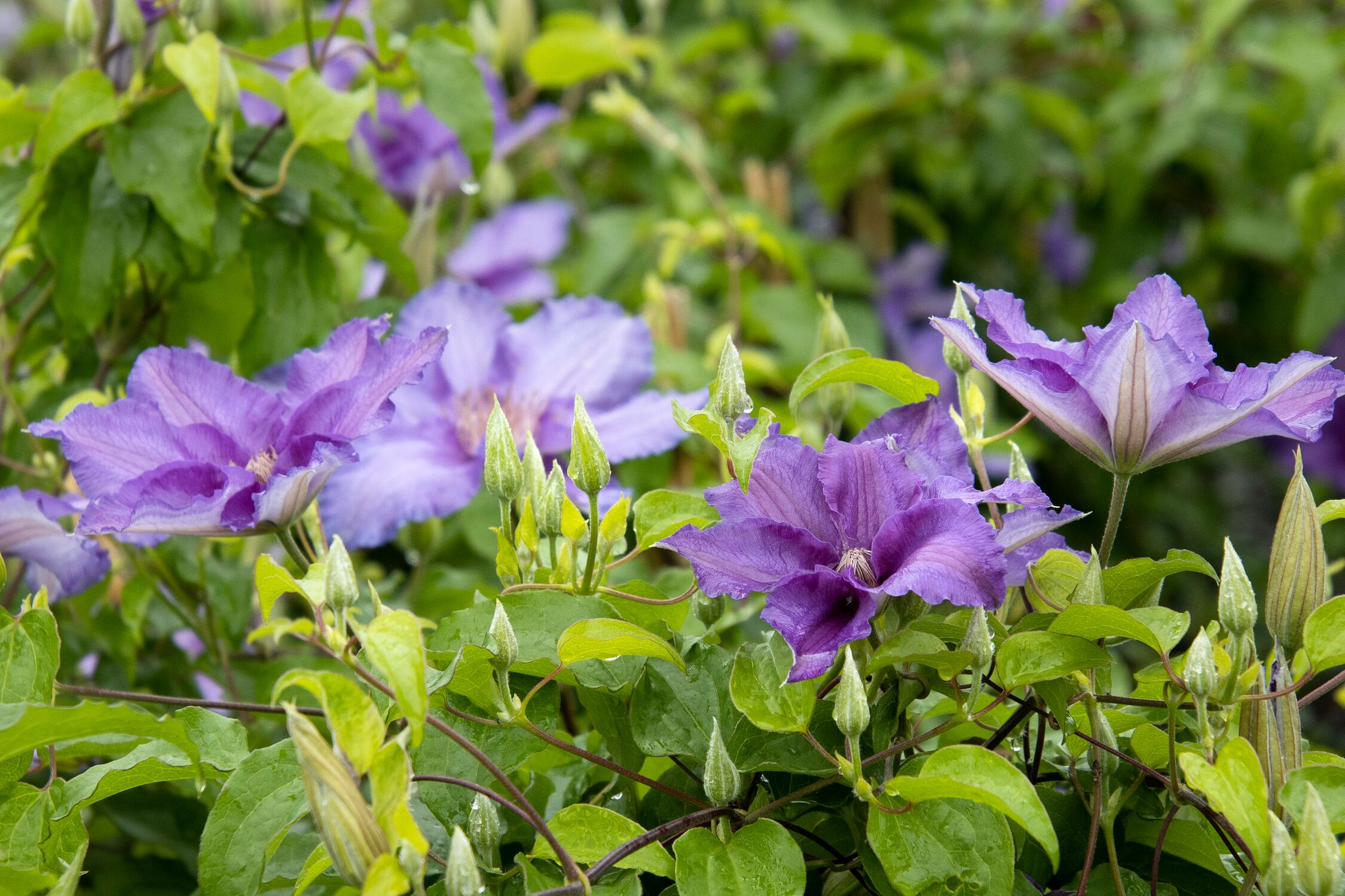 Royal Cascade™ Clematis
