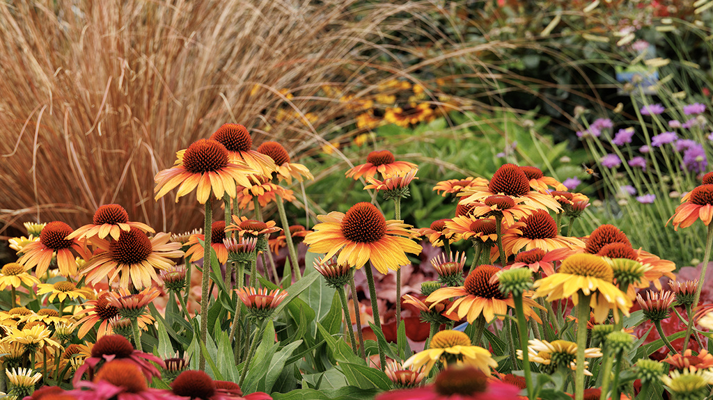 Prima™ Tiger Coneflower
