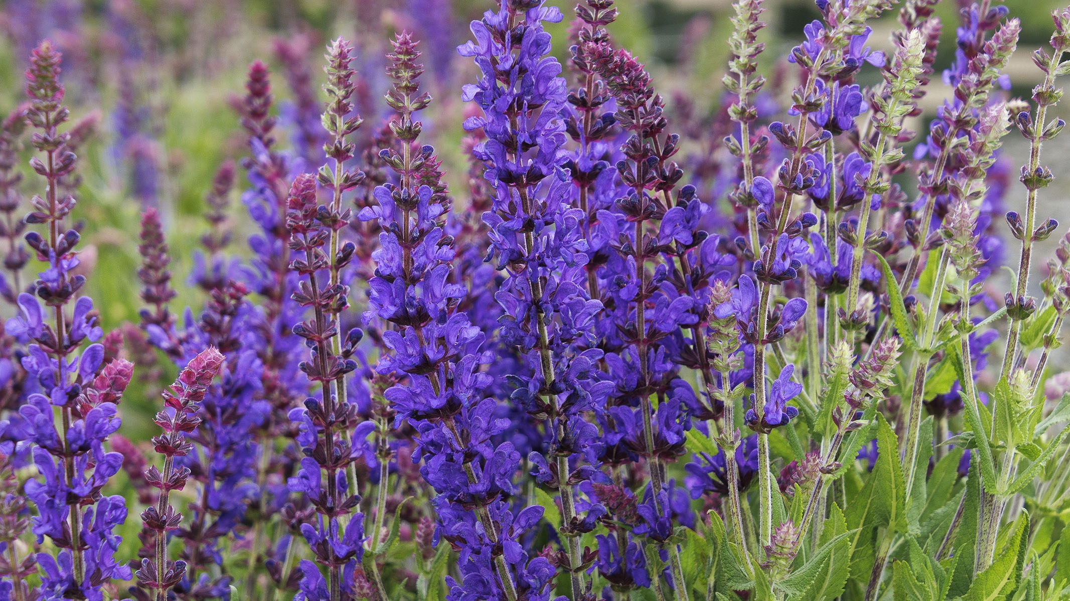 Salvia Care Guide: Growing and Maintaining Beautiful Sage Plants