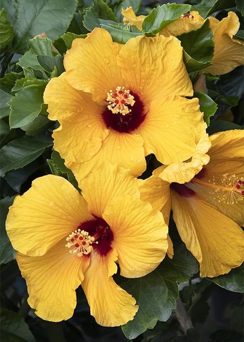 When Does Hibiscus Bloom and How Long Do They Last?