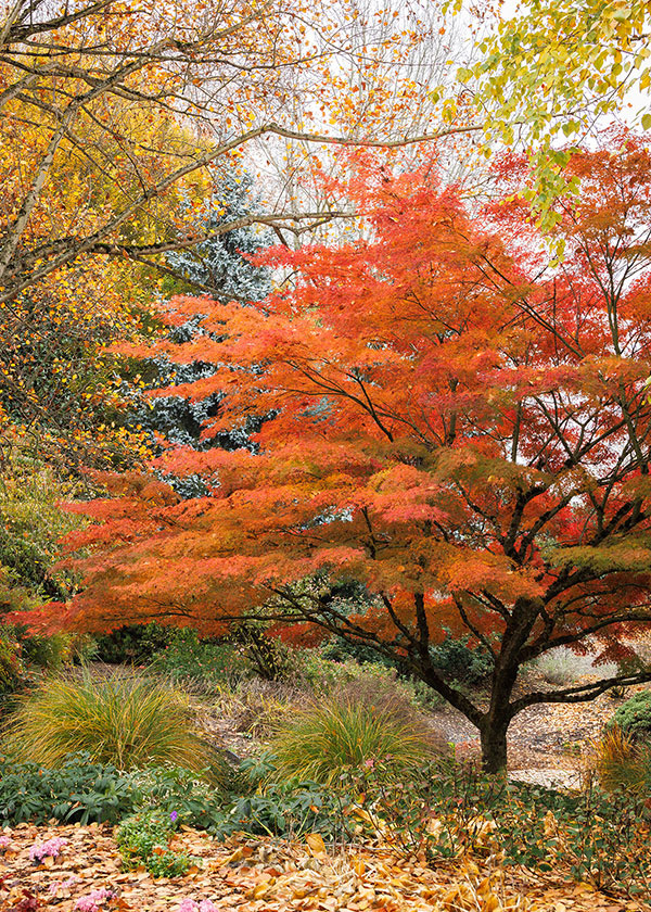 deep purple japanese maple leaves