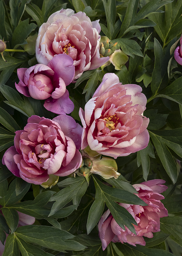 The Sweetheart Rose Has Delicate Pink Blooms With a Honeyed Fragrance