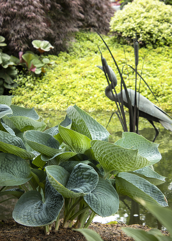 The Ultimate Hosta Care Guide: Planting and Growing Tips