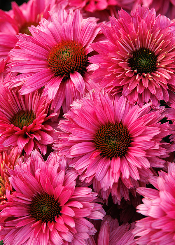 Echinacea SunSeeker Fuchsia