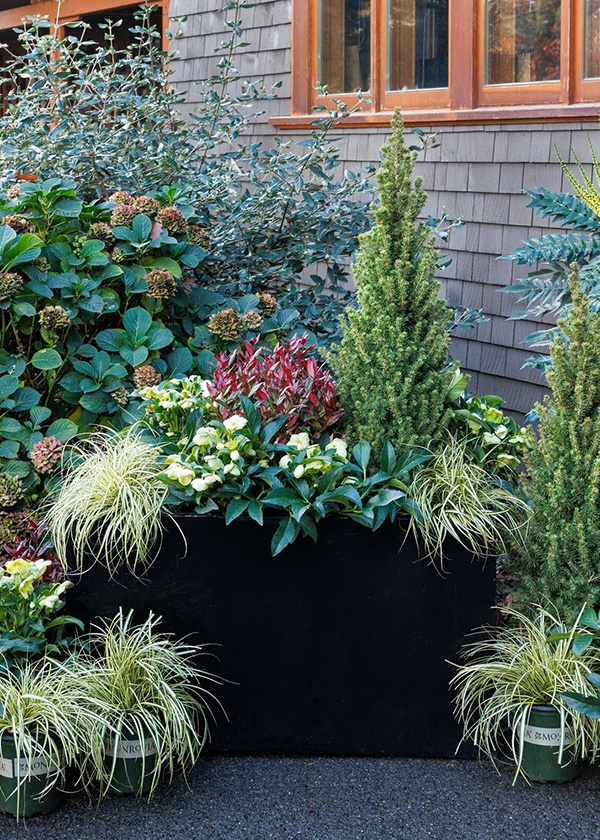 Winter Plant Combo Ideas: Festive Plant Palettes for Winter Holidays