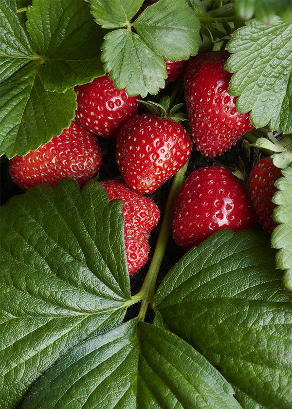 strawberries