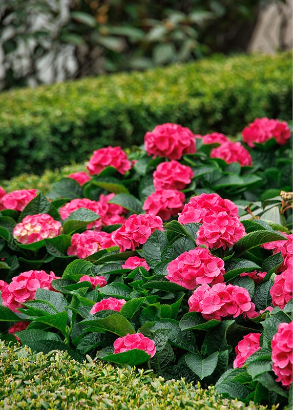 A colorful garden with contrasting orange and purple flowers