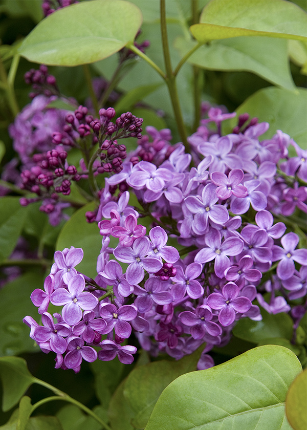 Reflections in Nature: Lilac bushes are in bloom and provide beautiful  smell