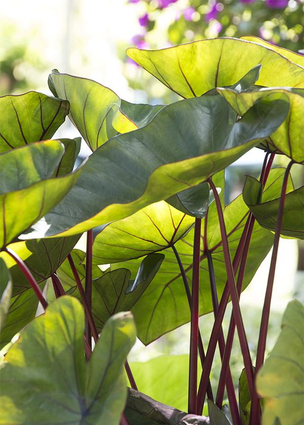 How to Overwinter Tropical Plants
