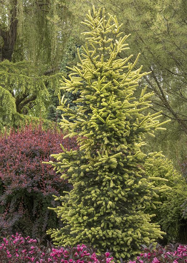 Sharon Case Porn - Use These Colorful Conifers to Transform Your Landscape