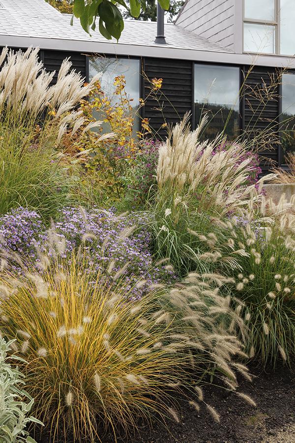 6 Wind-resistant Plants That Look Great in Your Landscape 