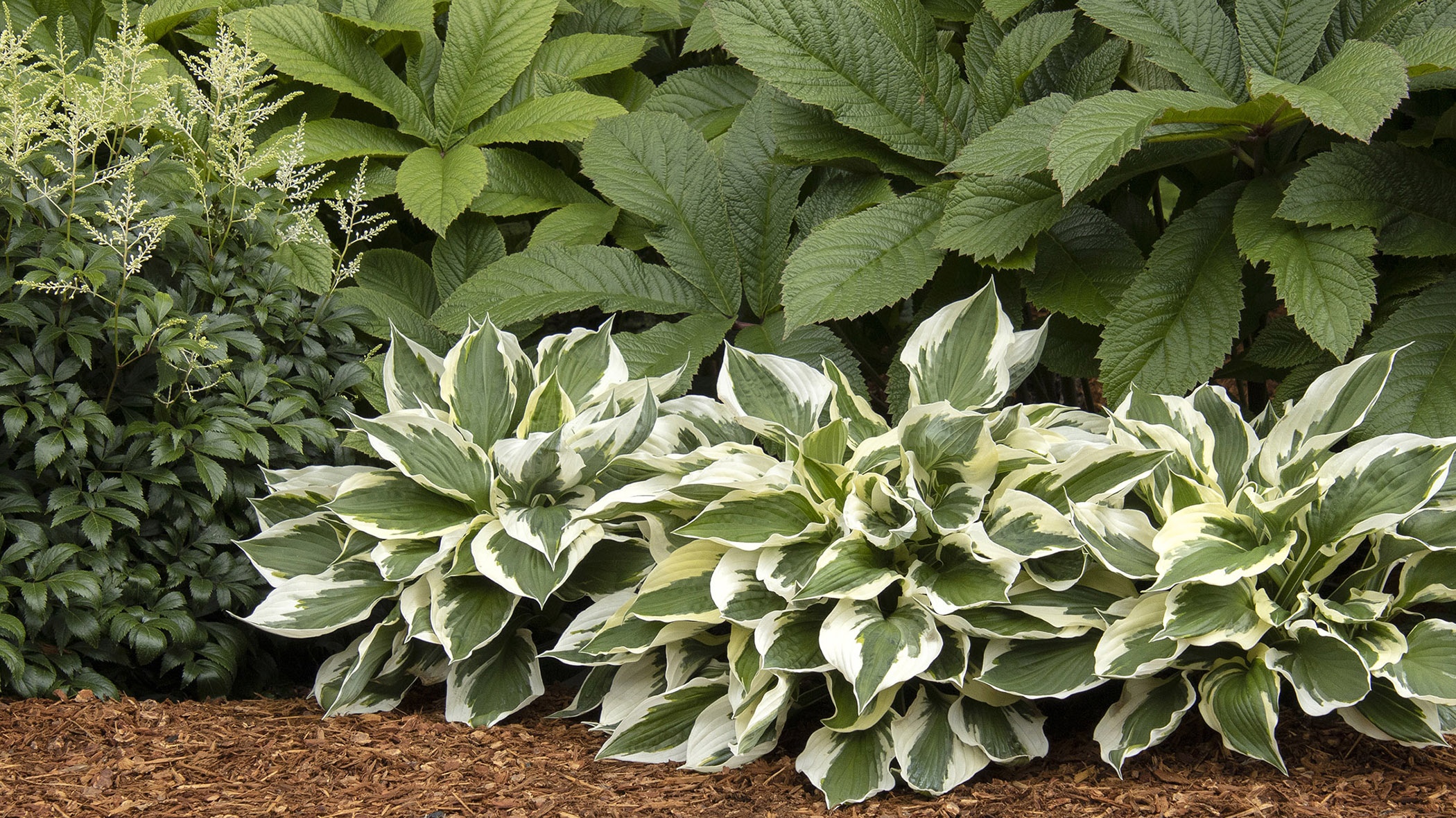 Minuteman Hosta in Perennial Border with Fireworks Rodgersia 