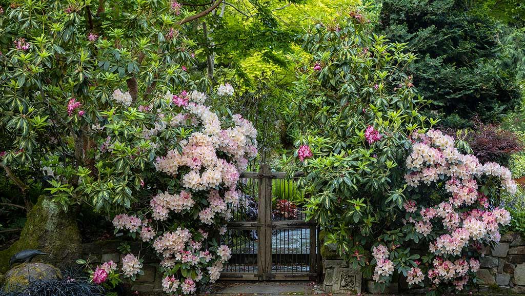 How to Grow Rhododendron Shrubs in the Garden