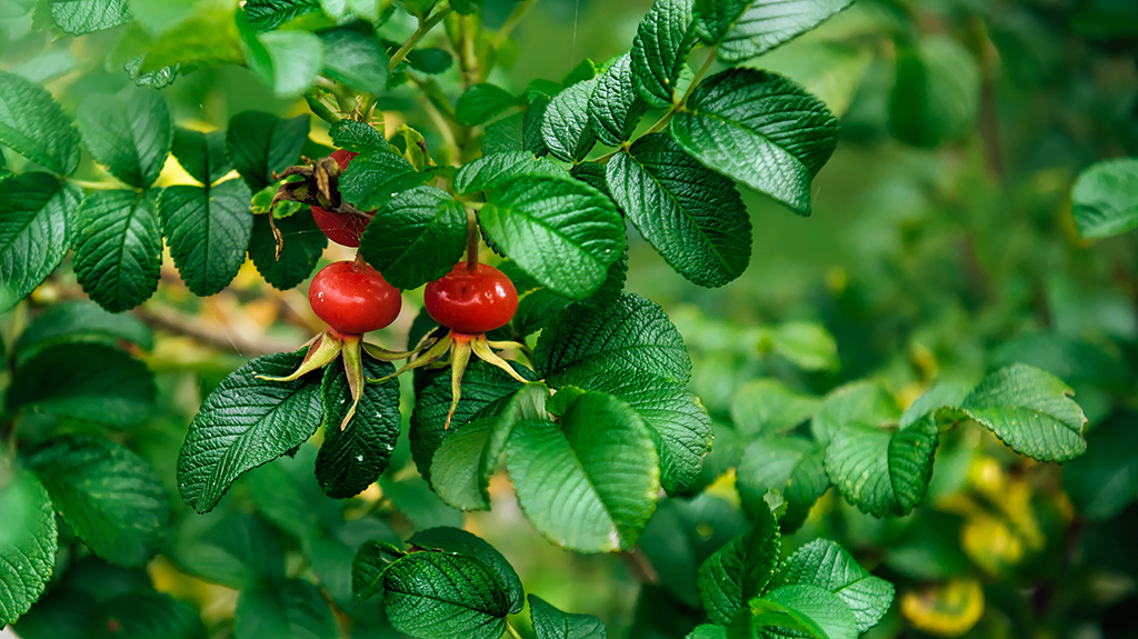 It's the Season for Foraging Colorful Rose Hips