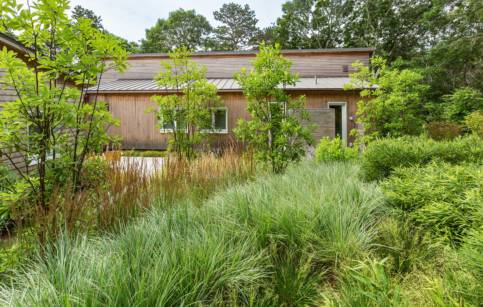 Grasses and trees create a meadow