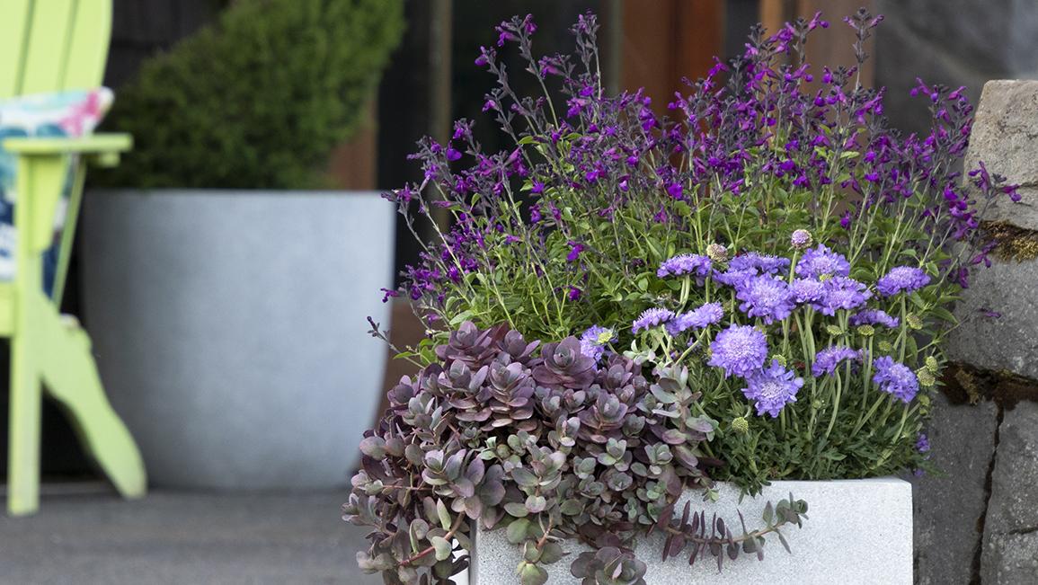 14 Cheerful Winter Container Gardens