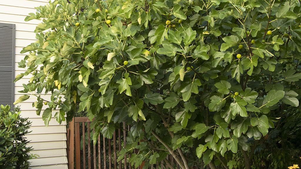 Giant fig tree next to creme house and brown fence.