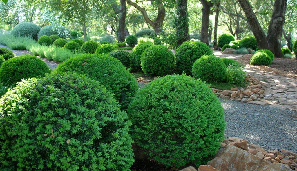 20 Best Boxwood Shrubs To Plant Boxwood Bush And Hedge Ideas | lupon.gov.ph