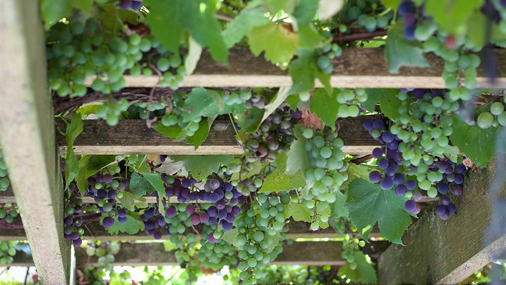 Thompson Seedless Grape  Grape Vines From Paradise Nursery
