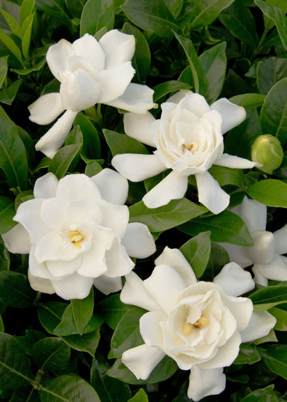 White August Beauty gardenias