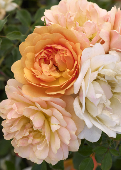 Achillea millefolium 'Oertel's Rose' #1 (Yarrow) - Scioto Gardens