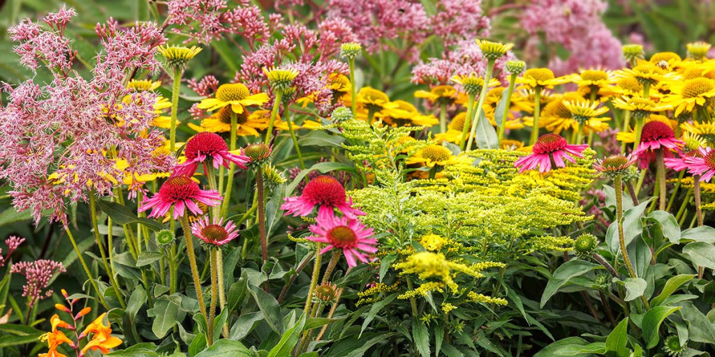  Coneflowers in pink and yellow are backed by clouds of pink blooming Joe Pye Weed in this pollinator border.