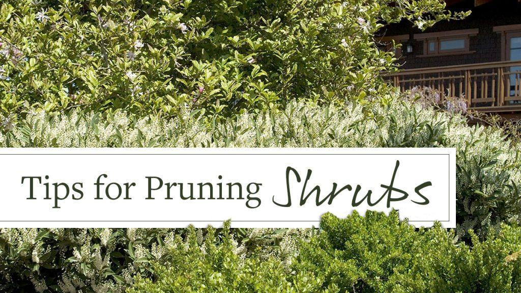 Green shrubs with text that reads, "Tips for Pruning Shrubs."