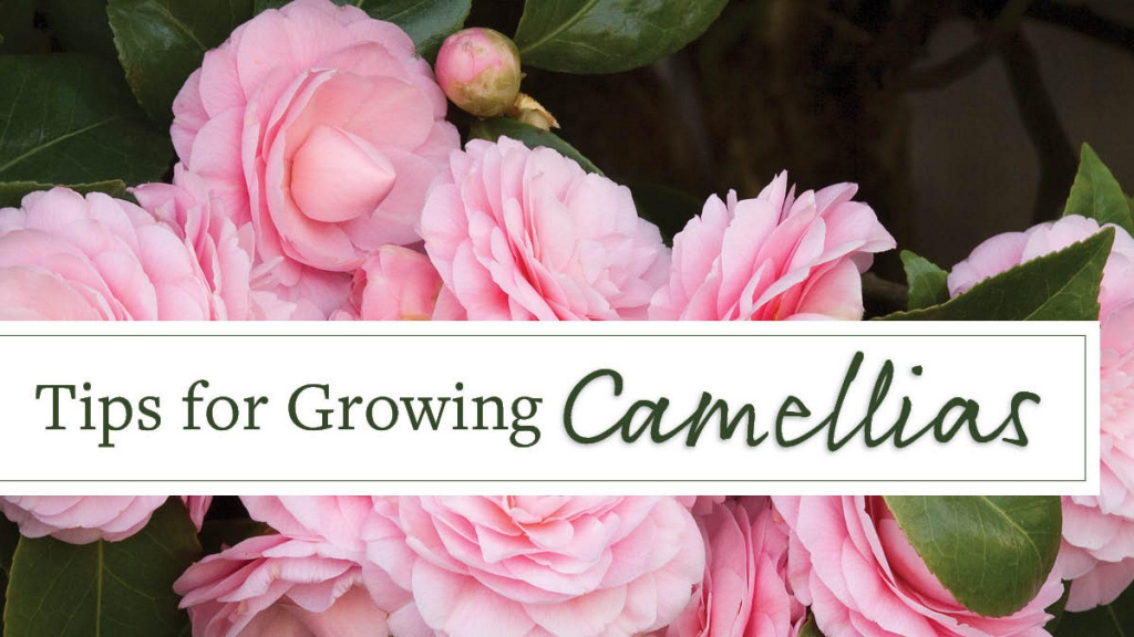 Close-up of Pink Camellias with text that reads, "Tips for Growing Camellias."